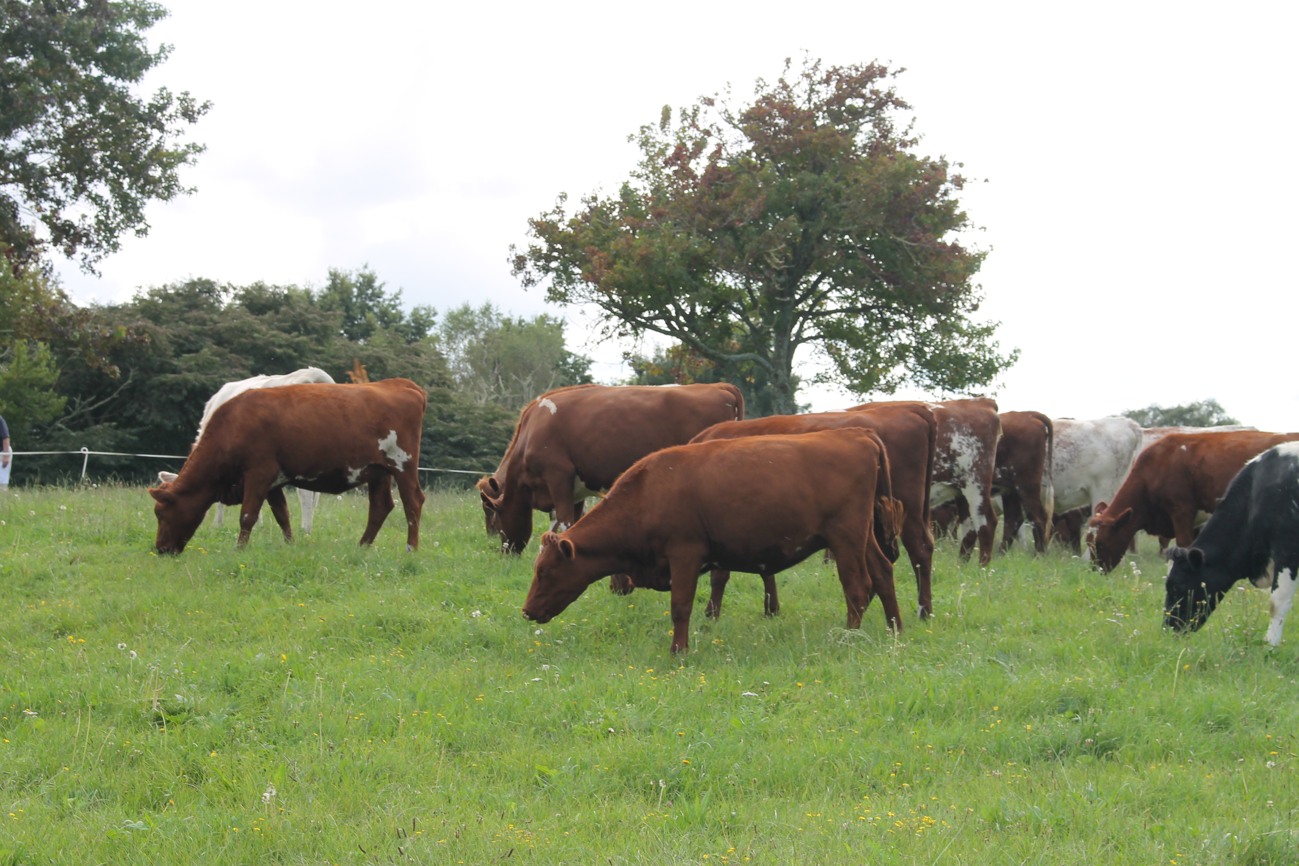 Herd Scene of Milking Shorthorn