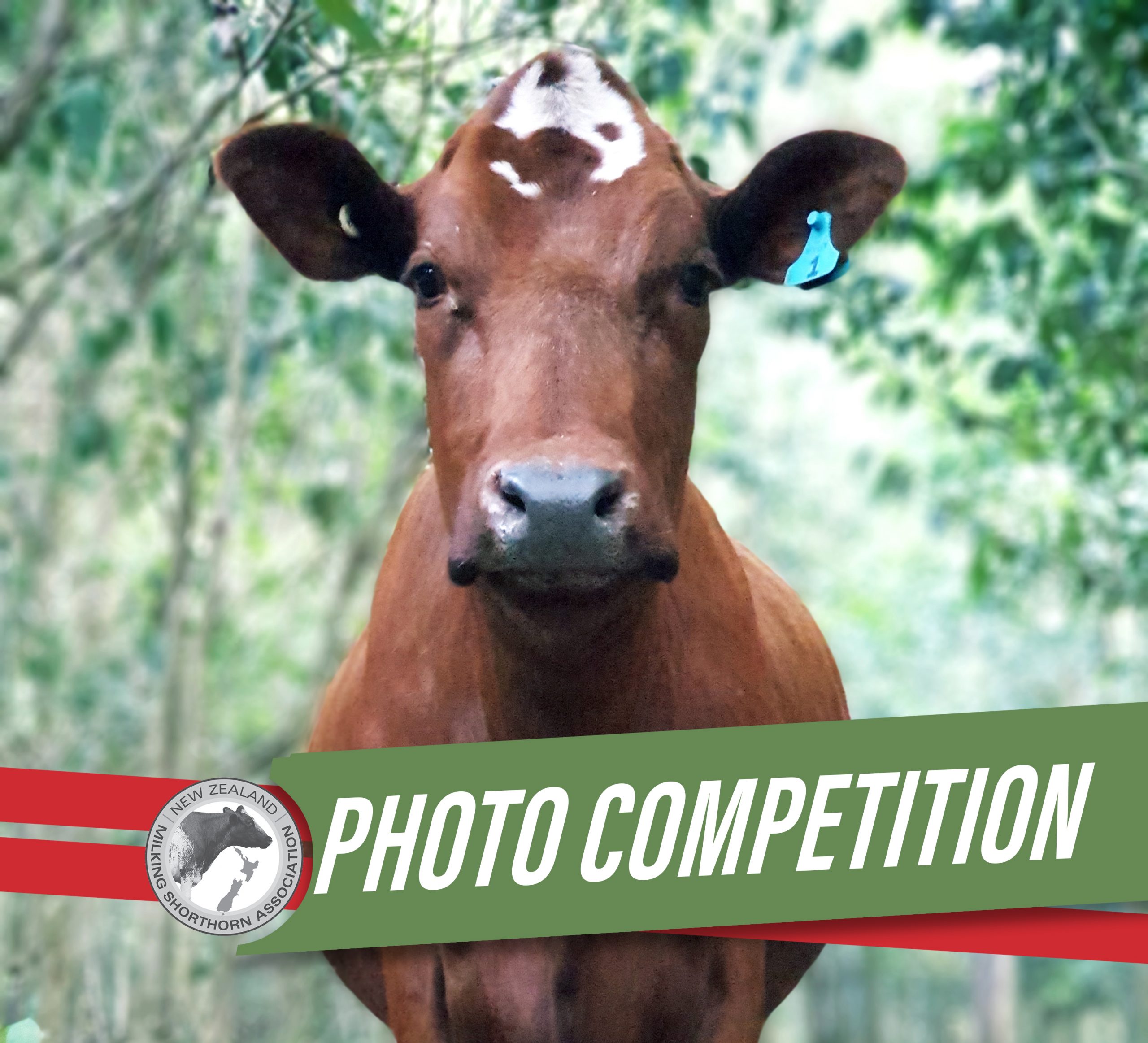 NZMSA Photo Competition