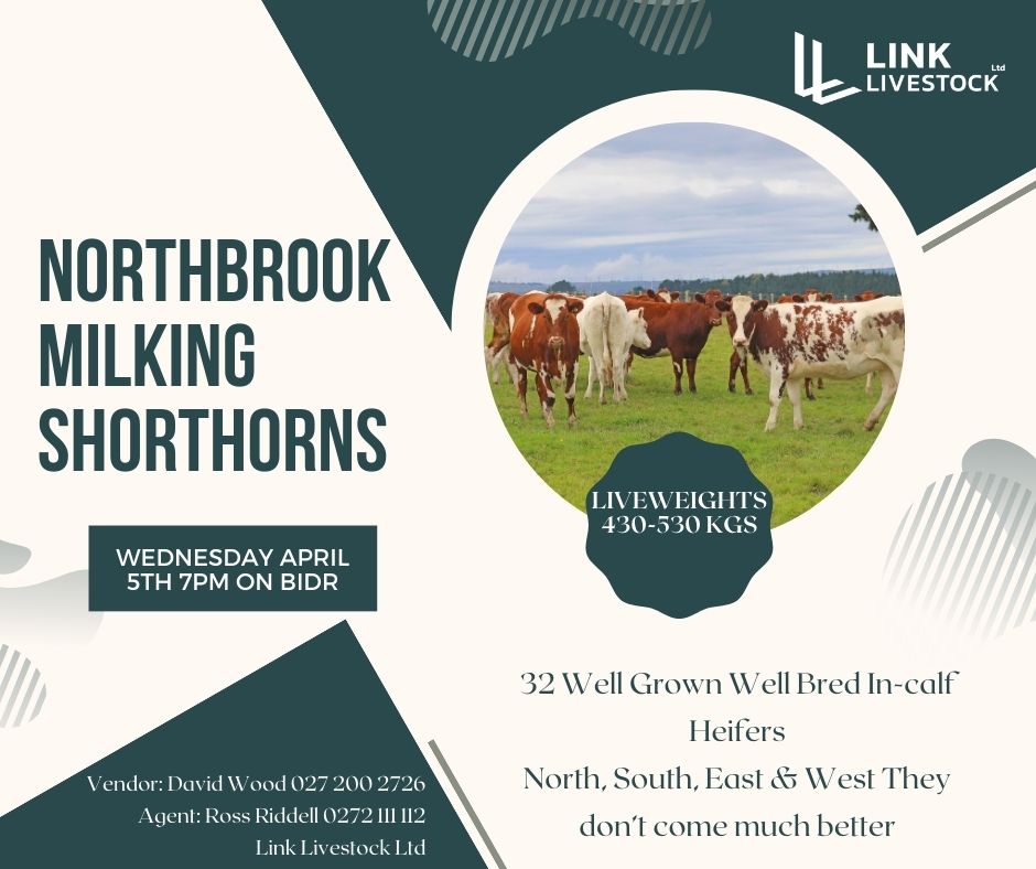 Northbrook Milking Shorthorn Sale
